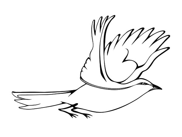 600x450 Flying Mockingbird Coloring Pages Color Luna