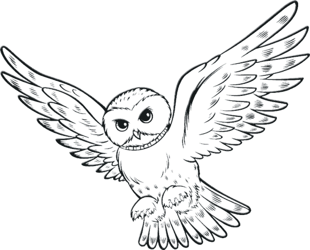 1200x970 Colours Drawing Wallpaper Cute And Beautiful Owl Flying Colour