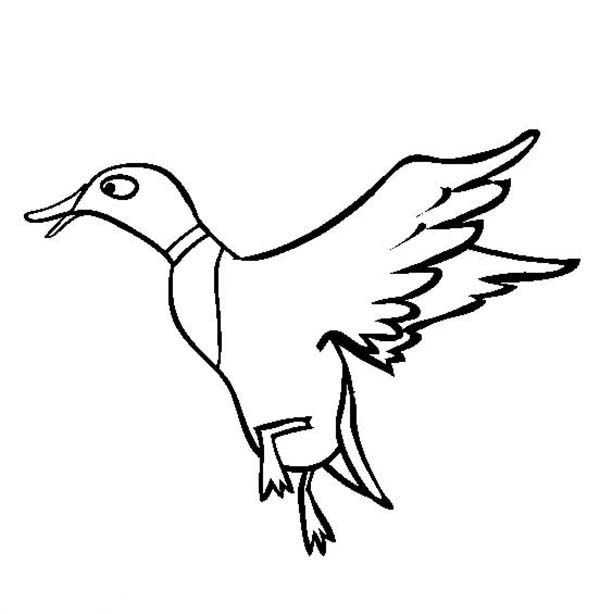 Flying Duck Drawing at GetDrawings | Free download