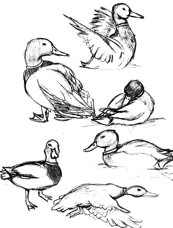 600x790 How To Draw Mallard Duck Coloring Pages Color Luna