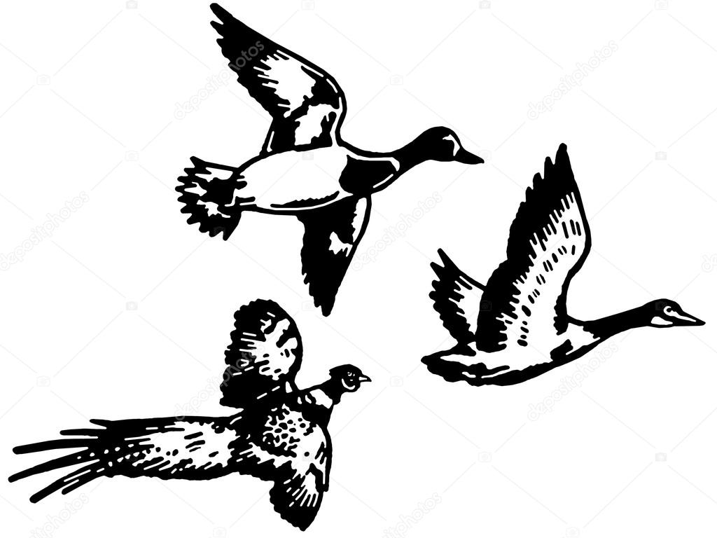 1024x768 A Black And White Version Of Three Different Breeds Of Duck Flying