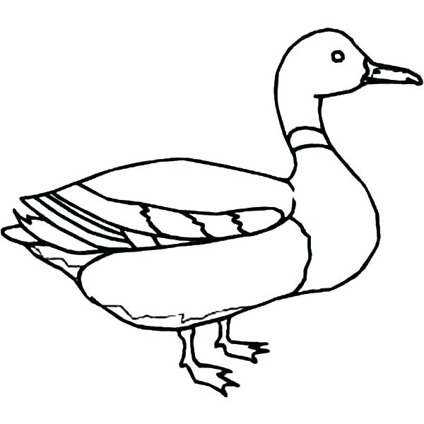 600x600 Coloring Page Of A Duck Flying Duck Coloring Pages Free Coloring