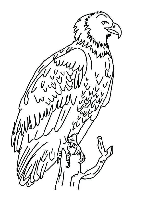 600x896 Harpy Eagle Coloring Page Eagle Color Page Drawing Flying Eagle