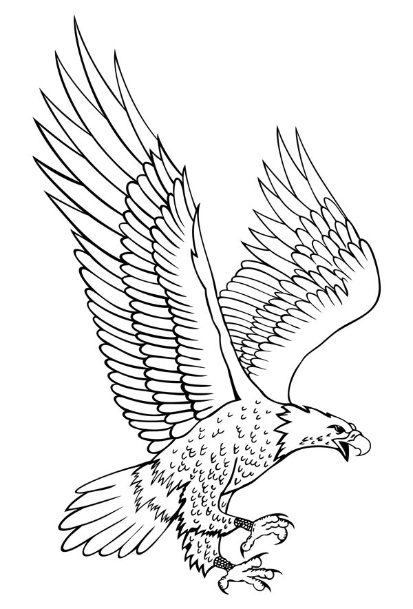 Flying Eagle Drawing at GetDrawings | Free download