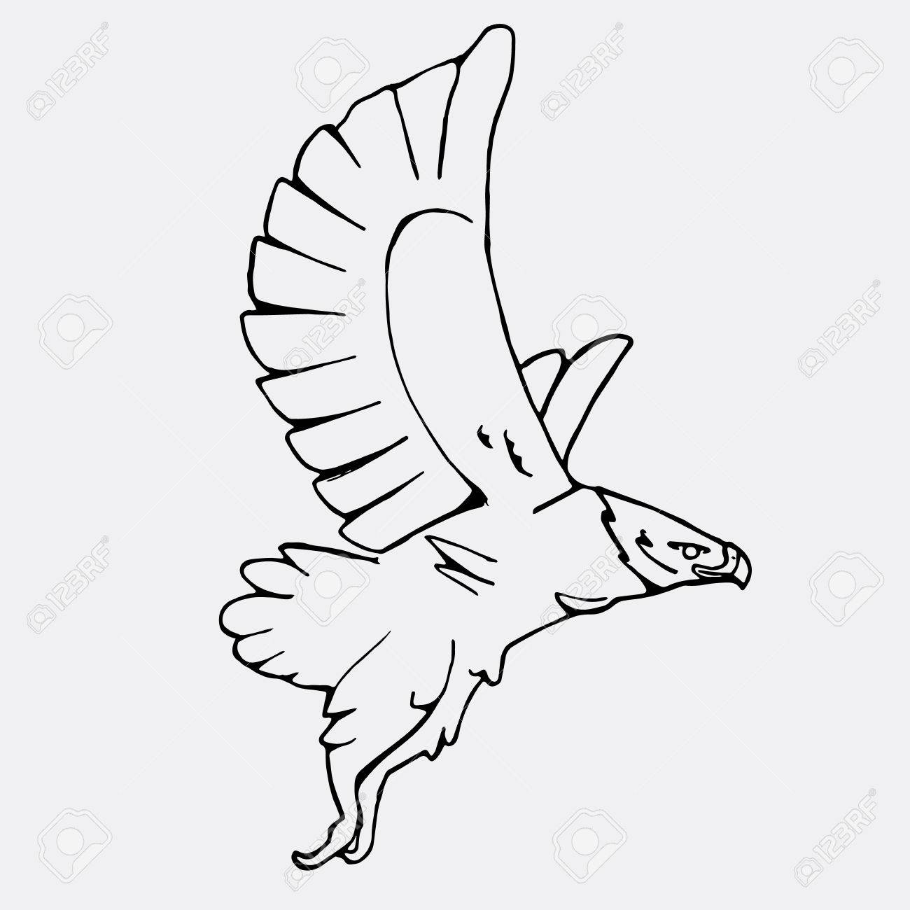1300x1300 Hand Drawn Pencil Graphics, Vulture, Eagle, Osprey, Falcon, Hawk