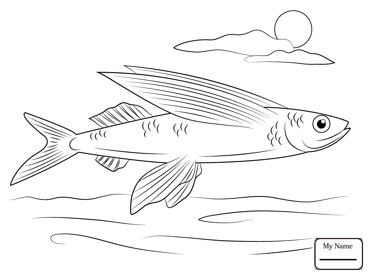 1223x912 Flying Fish Fish Coloring Pages