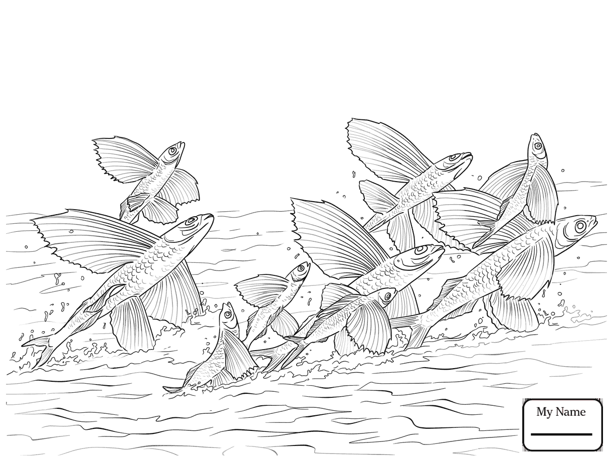 1223x917 Coloring Pages For Kids Fish Flying Fish Flying Fish