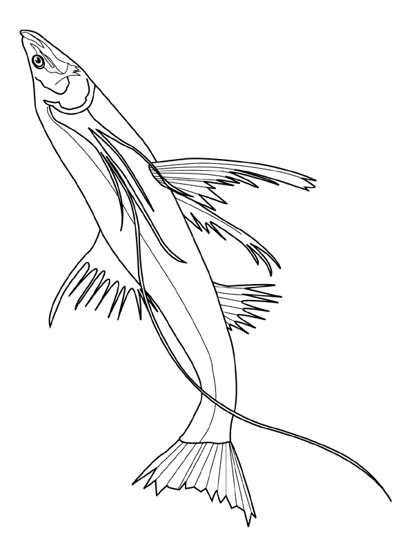 600x800 Flying Fish Blank Coloring Page