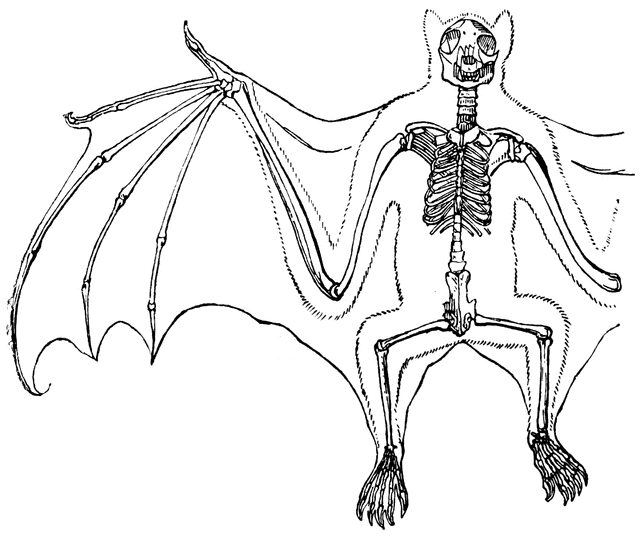 640x536 Flying Fox Clipart Etc