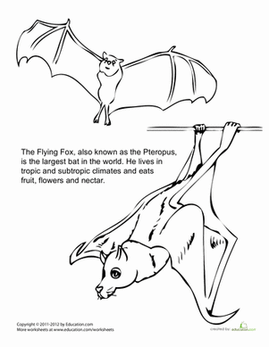 301x389 World's Largest Bat Worksheet