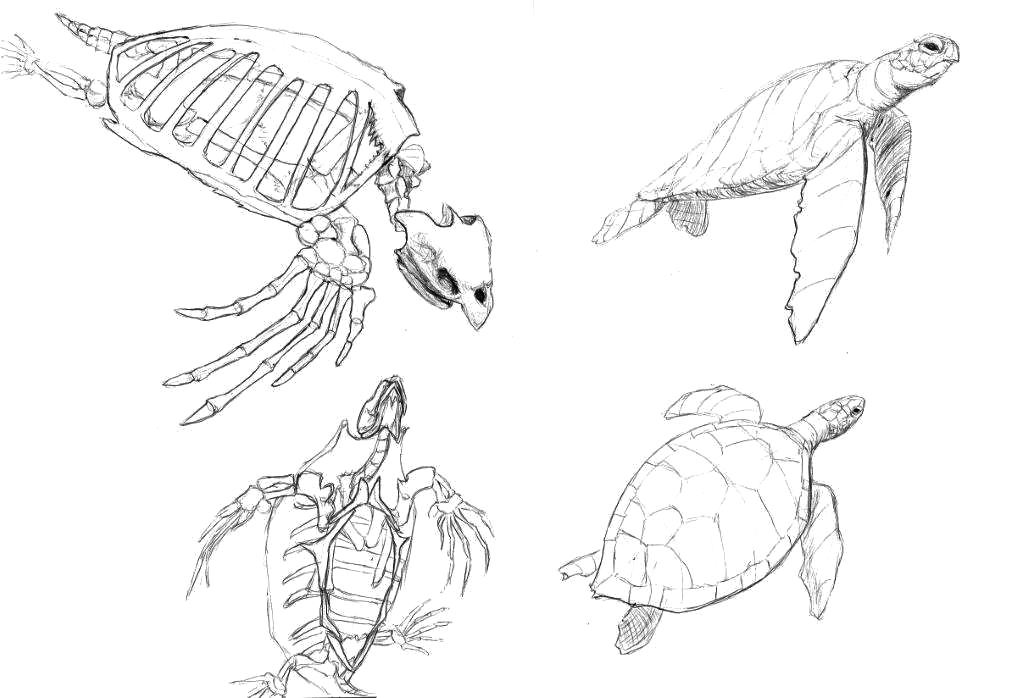 1024x698 Bats Gotta Keep Drawing!