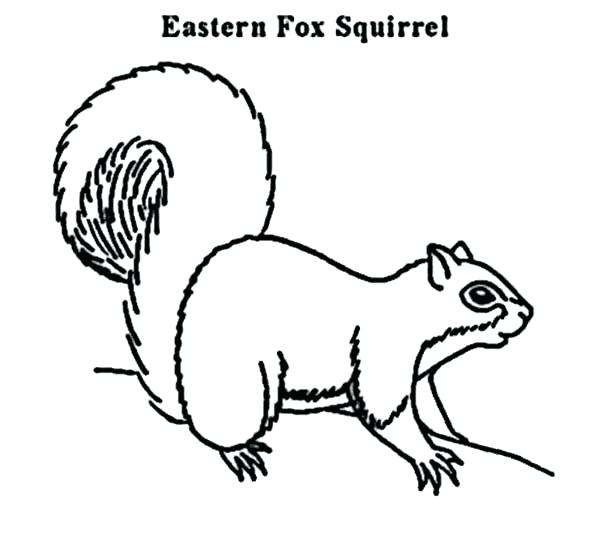 600x540 Picture Of A Squirrel To Color