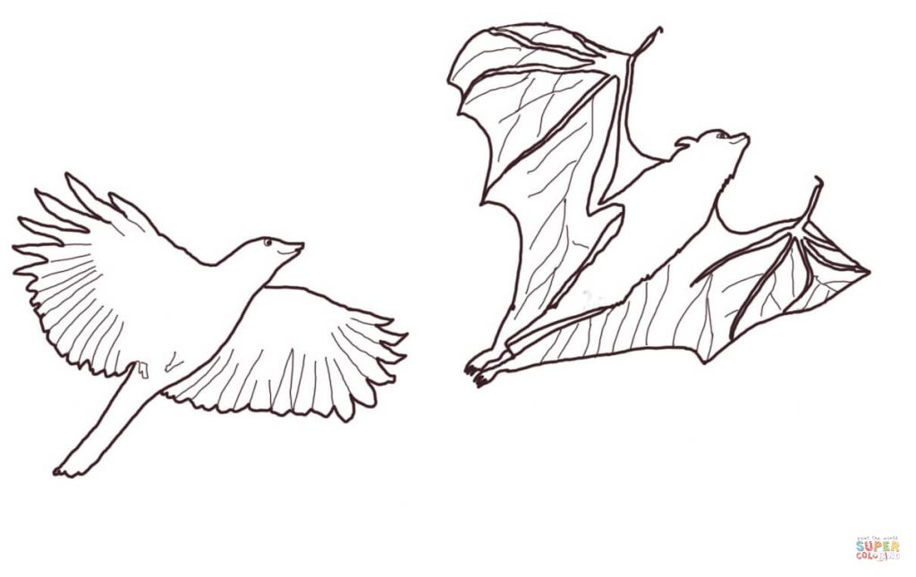 1024x645 Crow Chasing Flying Fox Coloring Page Print Download