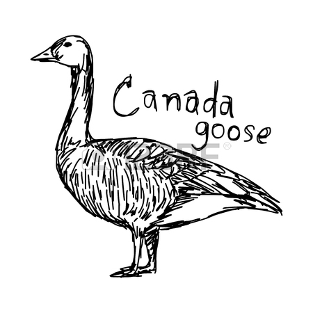 450x450 146 Canada Goose Stock Vector Illustration And Royalty Free Canada