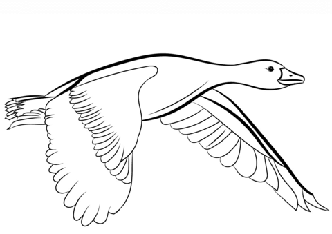 480x339 Goose Flying Coloring Page Free Printable Coloring Pages