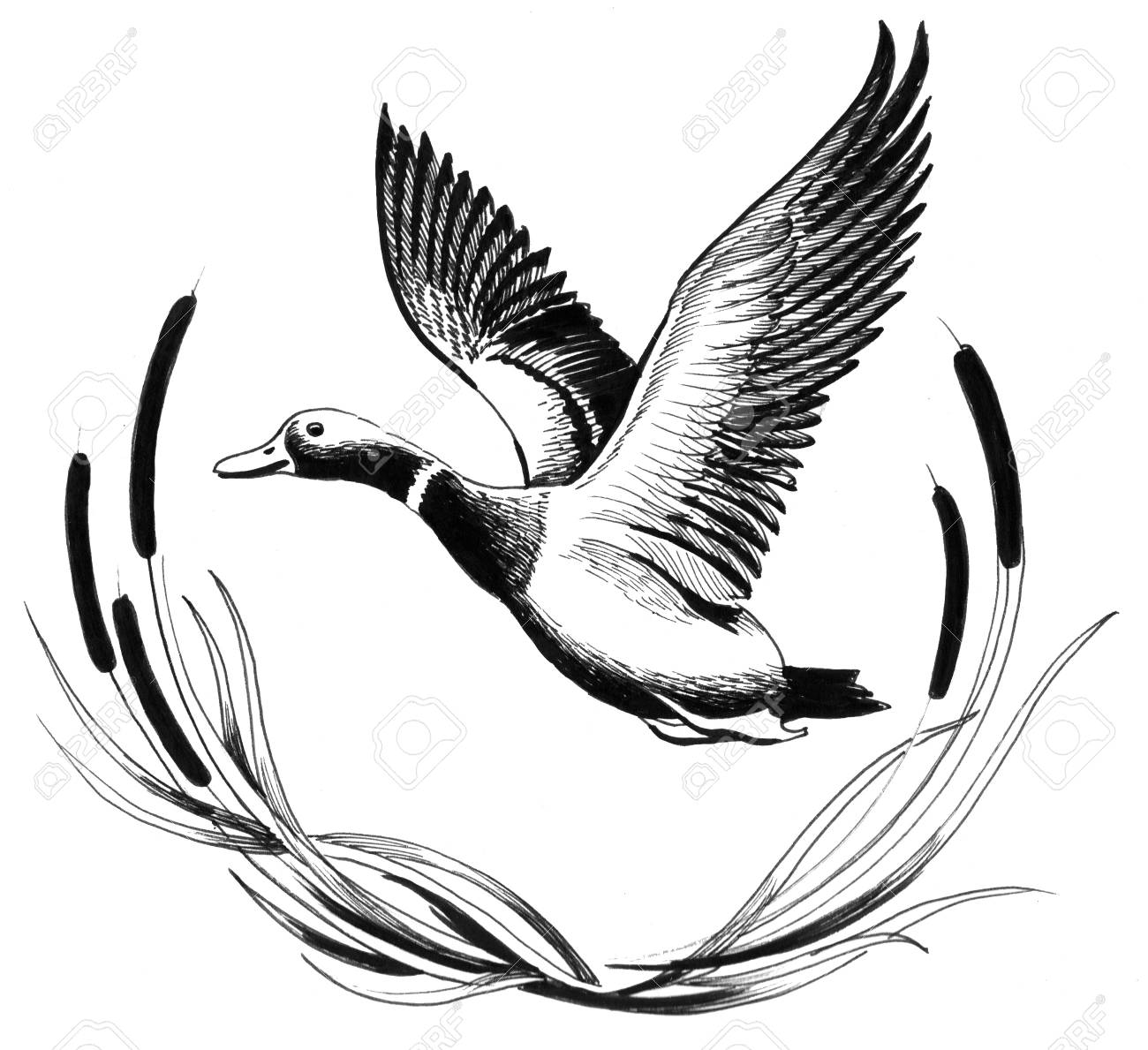 1300x1189 Flying Goose Stock Photo, Picture And Royalty Free Image. Image