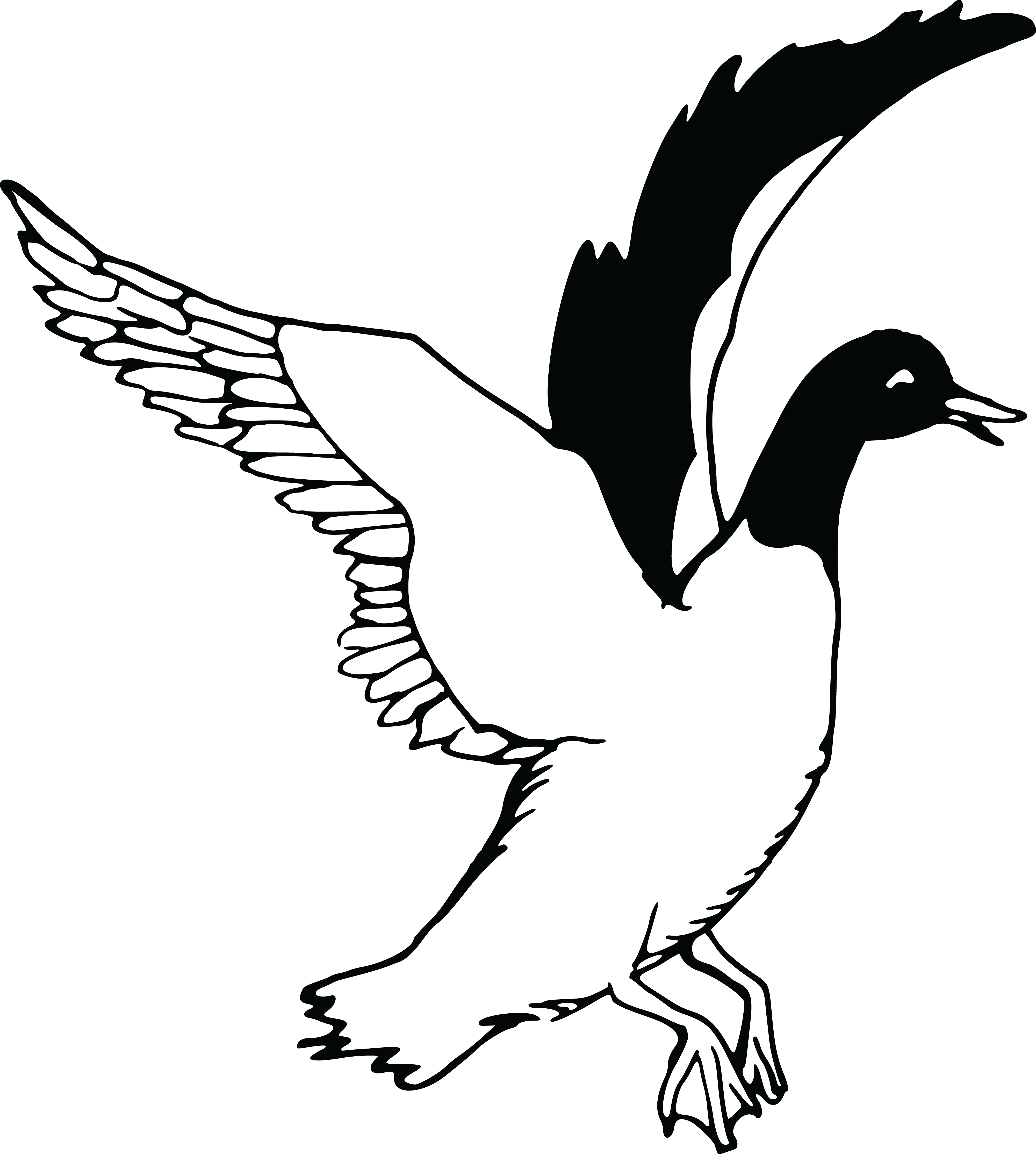4000x4454 Free Clipart Of A Flying Duck