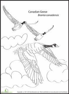 236x322 Learn How To Draw A Canada Goose (Birds) Step By Step Drawing