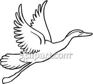 300x270 And White Goose In Flight