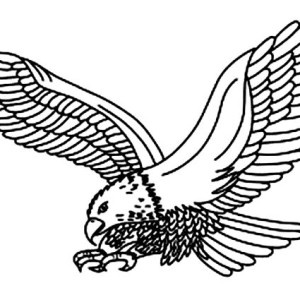300x300 Drawing Flying Eagle Coloring Page Coloring Sun