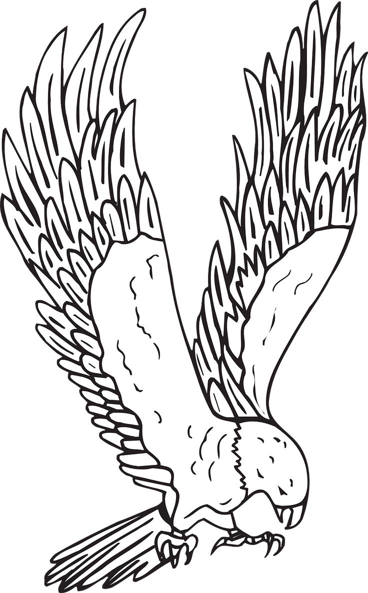 Flying Hawk Drawing at GetDrawings | Free download