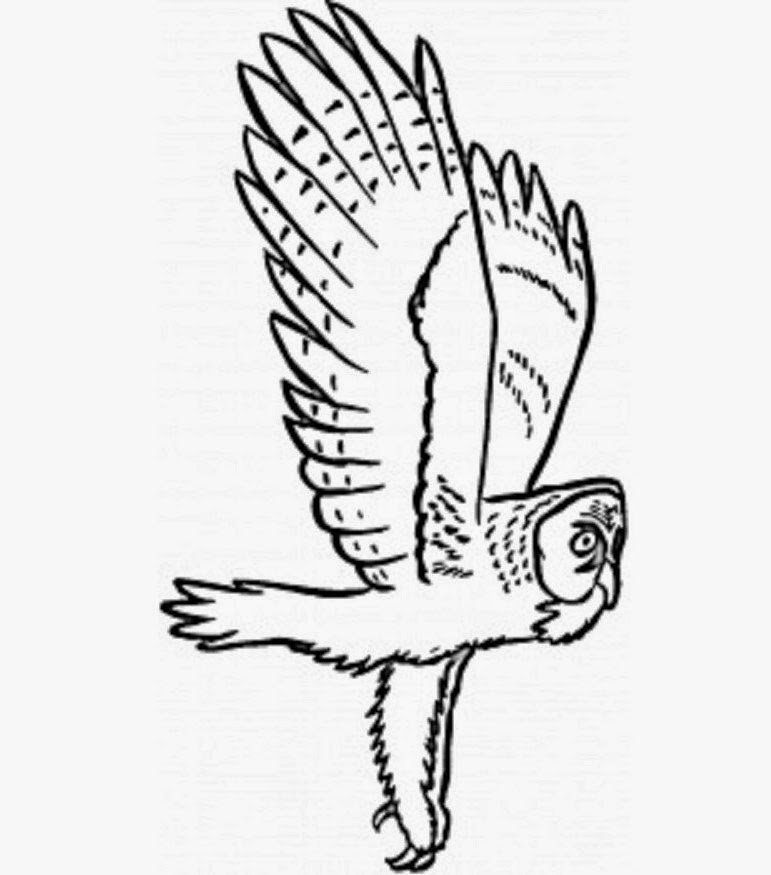 771x875 Colours Drawing Wallpaper Cute And Beautiful Owl Flying Colour