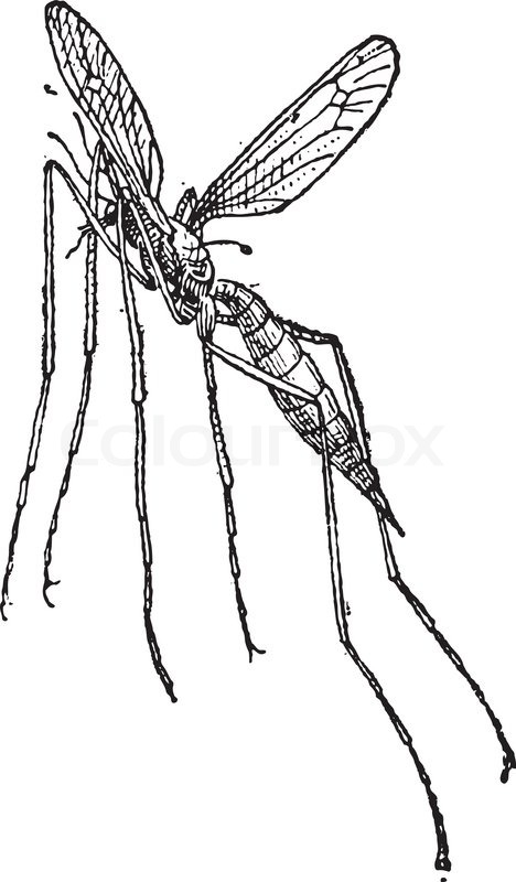 468x800 Crane Fly Or Mosquito Hawk, Vintage Engraving Stock Vector