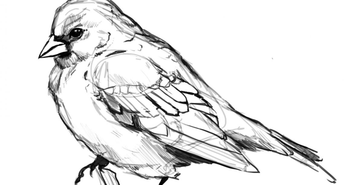 1164x611 Bird Drawings Tumblr Wallpapers Gallery