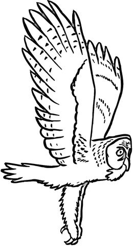 260x480 Flying Barn Owl Coloring Page Free Printable Coloring Pages