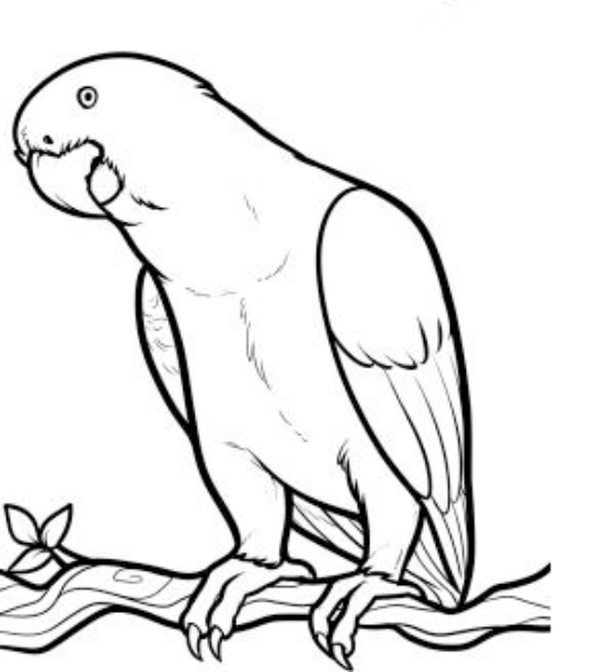545x604 Drawn Parakeet Simple