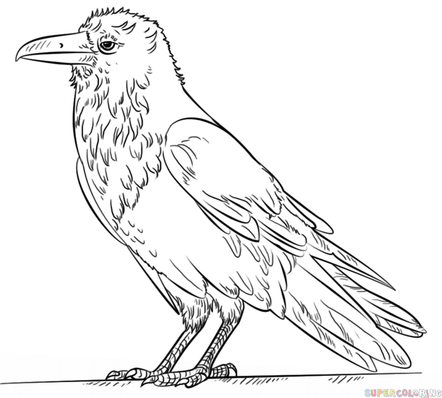 639x575 How To Draw A Raven Step By Step. Drawing Tutorials For Kids