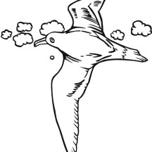 216x216 Seagull Netart