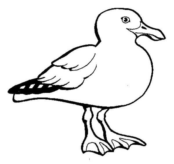 600x568 Shrewd Seagull Coloring Page Pages