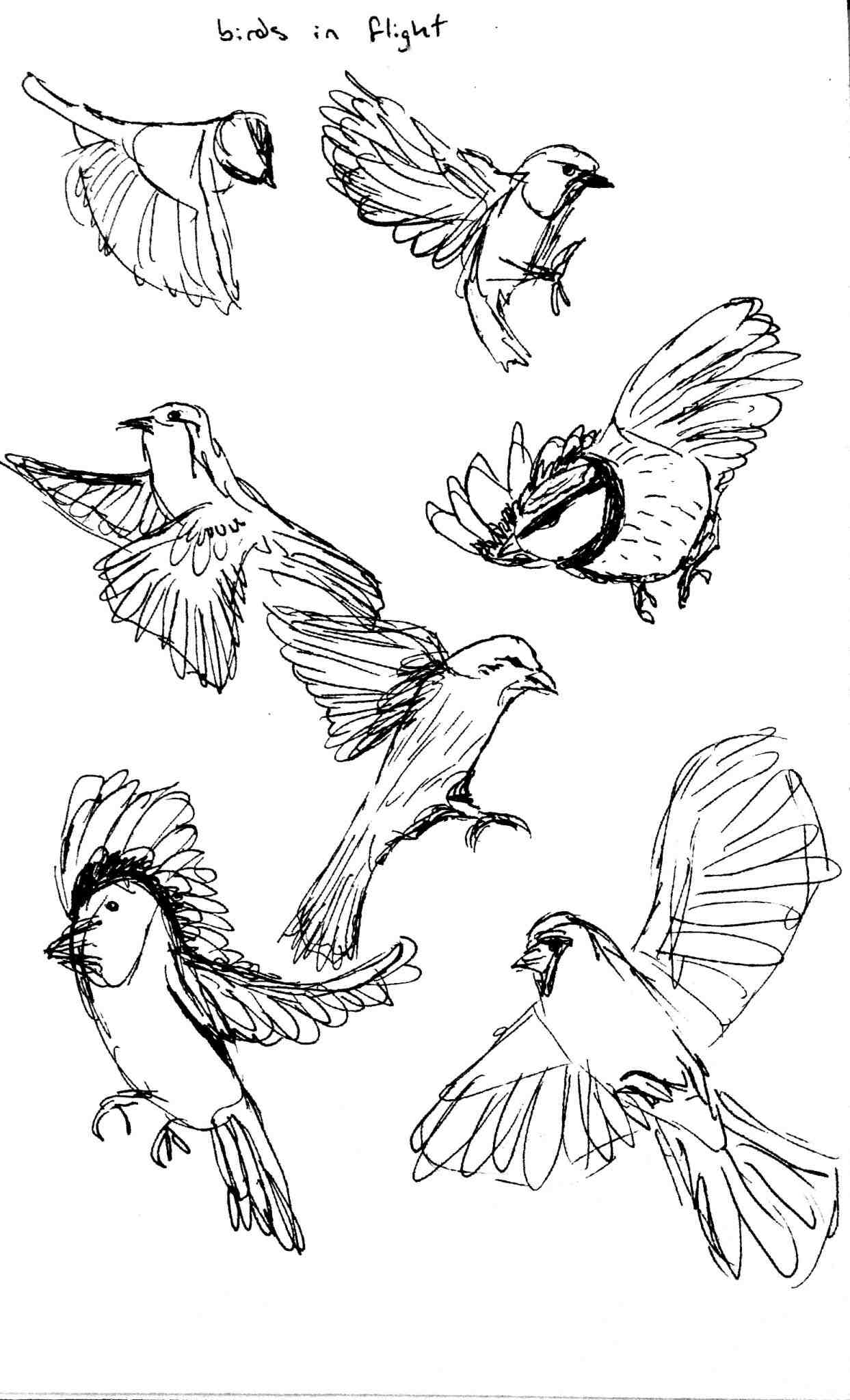 1243x2048 Images Of Birds Flying Drawing