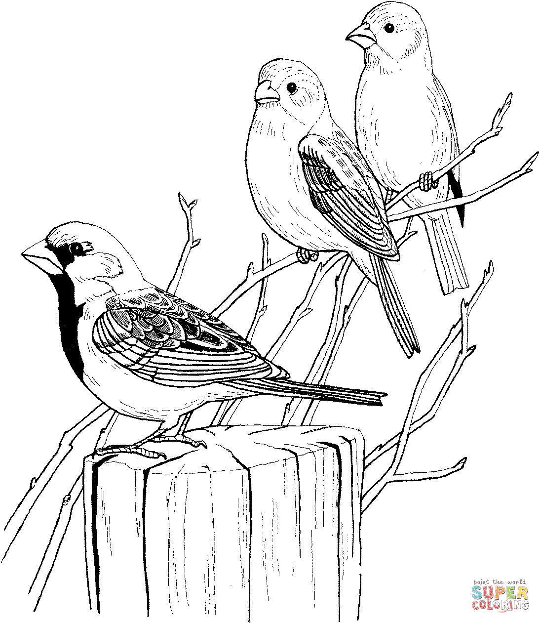 1094x1261 Sparrow Coloring Page 317737