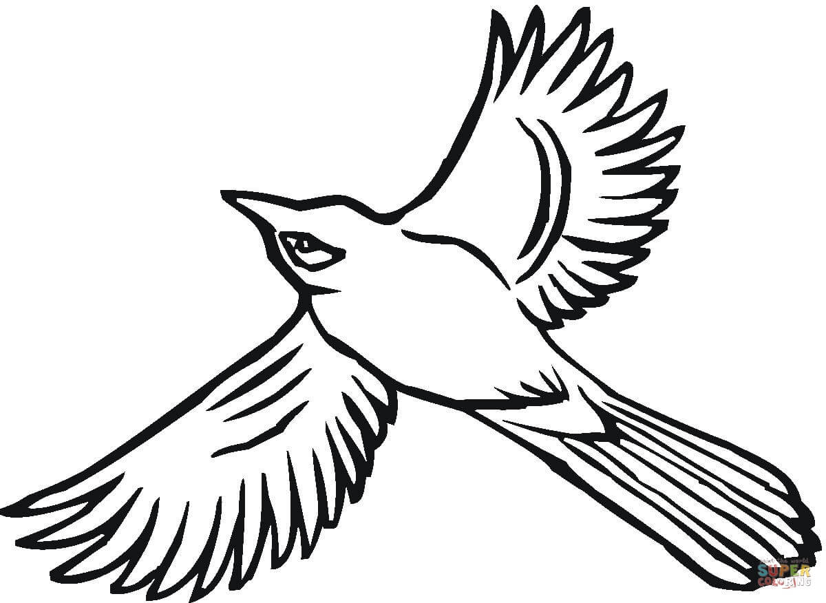1200x876 Blue Jay Clipart Flight Drawing