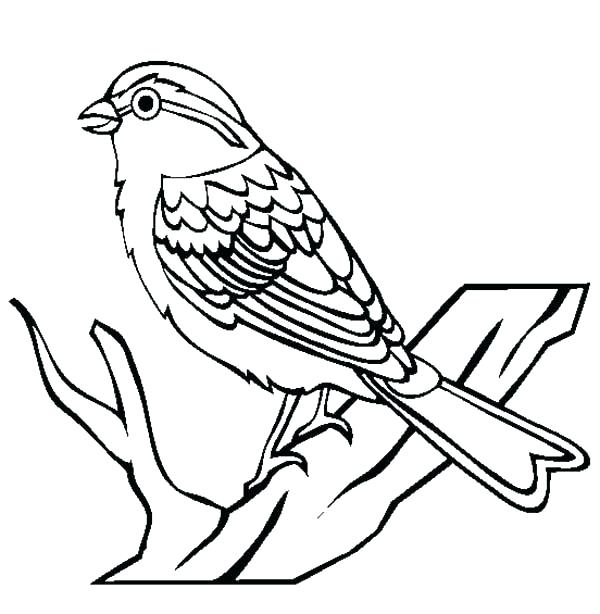 600x614 Coloring Page Of A Bird Coloring Page Of A Bird Cute Bird Sketch