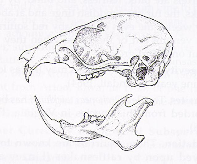 640x534 Glaucomys Volans Skull Image Southern Flying Squirrel