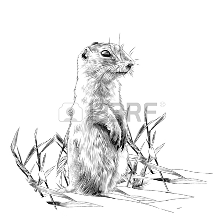 450x450 The Flying Squirrel Sketch Vector Graphics Color Picture Royalty