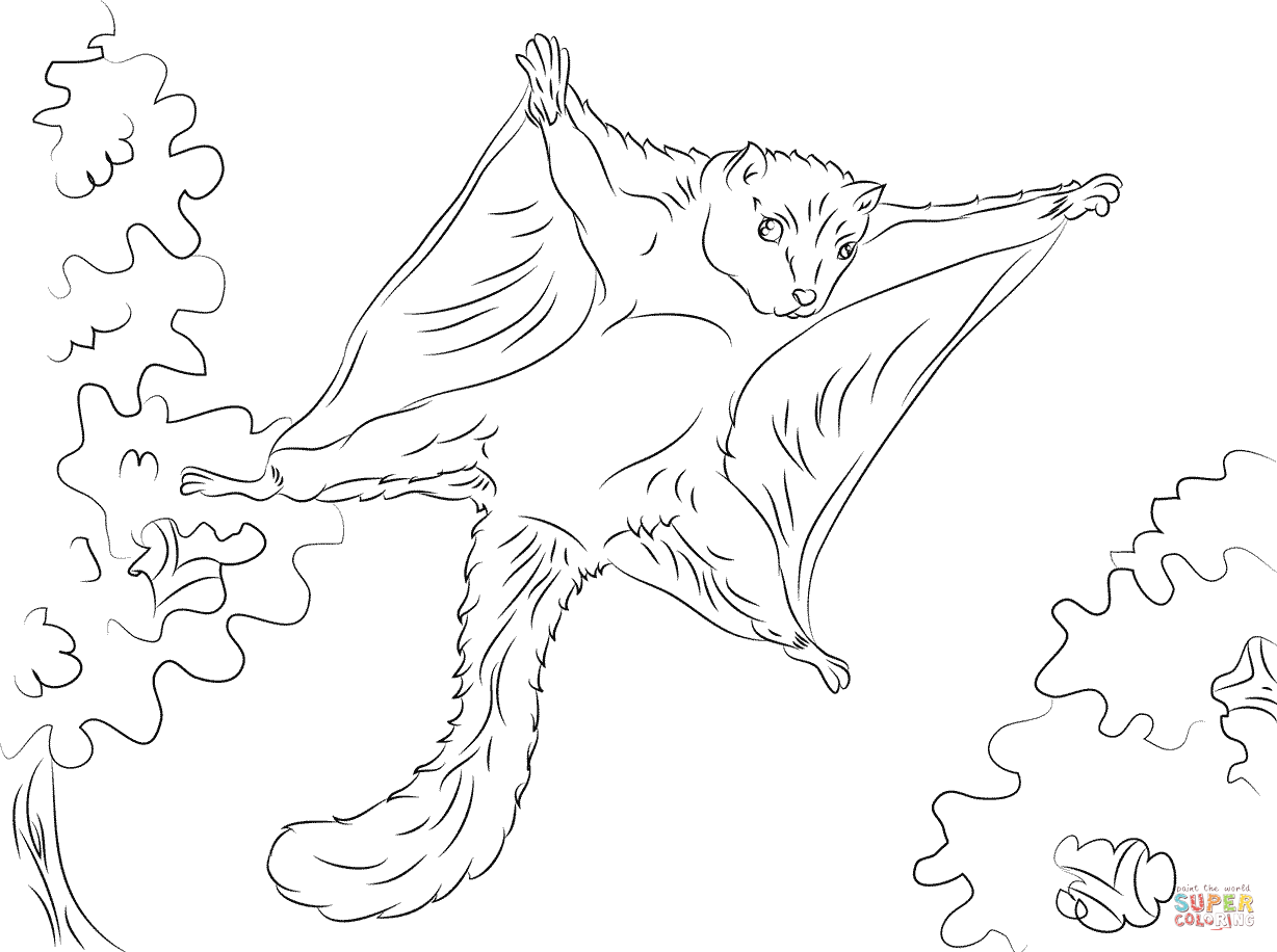 1228x916 Flying Squirrel Coloring Page Coloring Page For Kids
