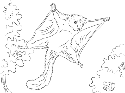 480x358 Cute Flying Squirrel Coloring Page Free Printable Coloring Pages
