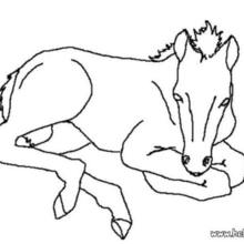 220x220 Foal Coloring Pages