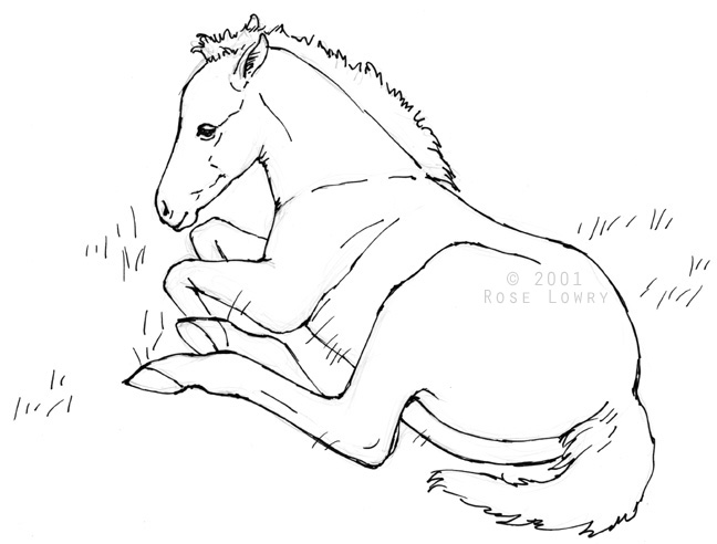 648x492 Horse Drawings
