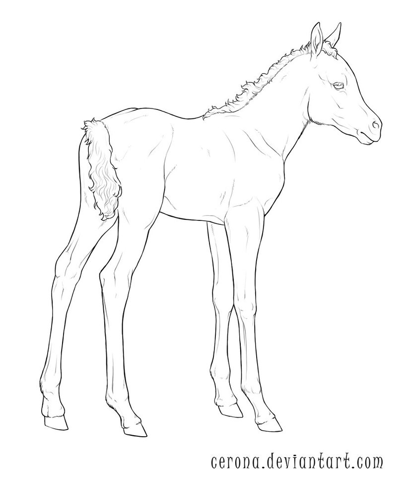 822x971 Lineart Foal By Cerona