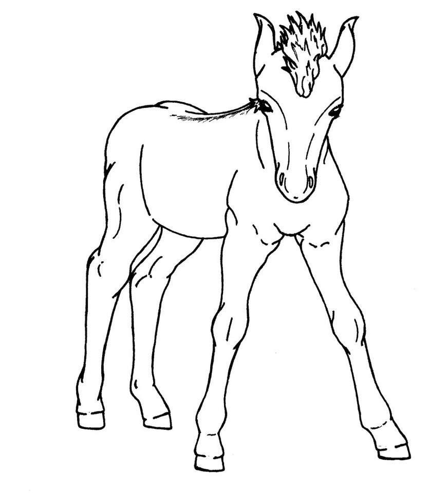 833x960 Don Juan Foal By Aurorastar1