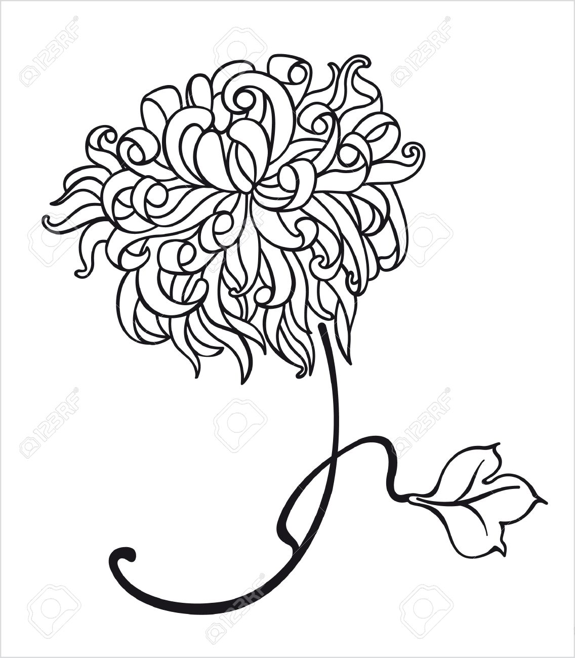 1136x1300 Drawn Foliage Chrysanthemum Plant