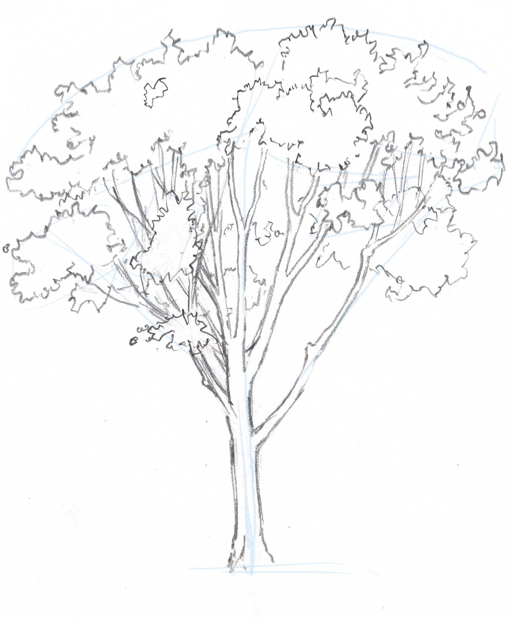 1785x2148 How To Draw Trees Oaks