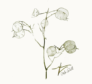 300x272 Leaf Foliage Drawings