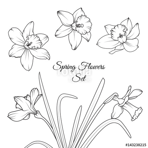 500x500 Narcissus Daffodil Spring Flowers Reusable Isolated Elements