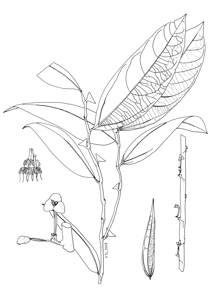 850x1145 Thottea Piscodora. A, Habit B, First Foliage Leaf C